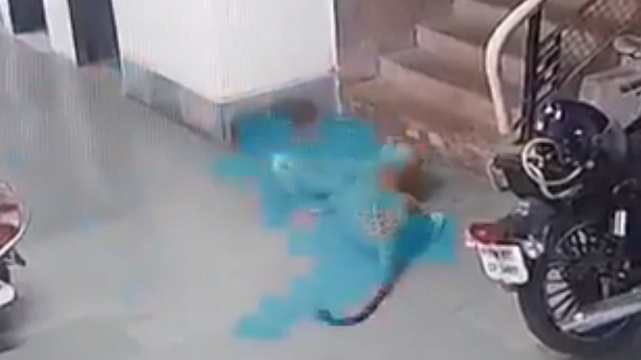 ബോംബെ ഐഐടി കാമ്പസില്‍ നായയെ കടിച്ചുകുടഞ്ഞ് പുലി;  വിദ്യാര്‍ഥികള്‍ ഭീതിയില്‍- വിഡിയോ 