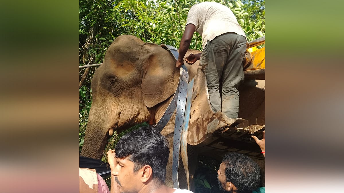 റേഡിയോ കോളർ ഘടിപ്പിച്ച കാട്ടാനയുടെ മരണം;  സമഗ്ര അന്വേഷണത്തിന് ഉത്തരവ് 