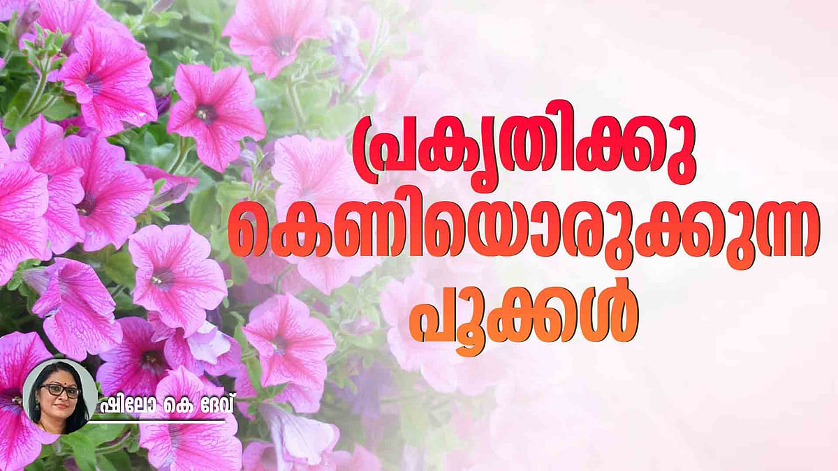 മെക്‌സിക്കന്‍ പെറ്റൂണിയ: വായ്ക്കുന്നു വേലിക്കു വര്‍ണങ്ങള്‍, പക്ഷേ..