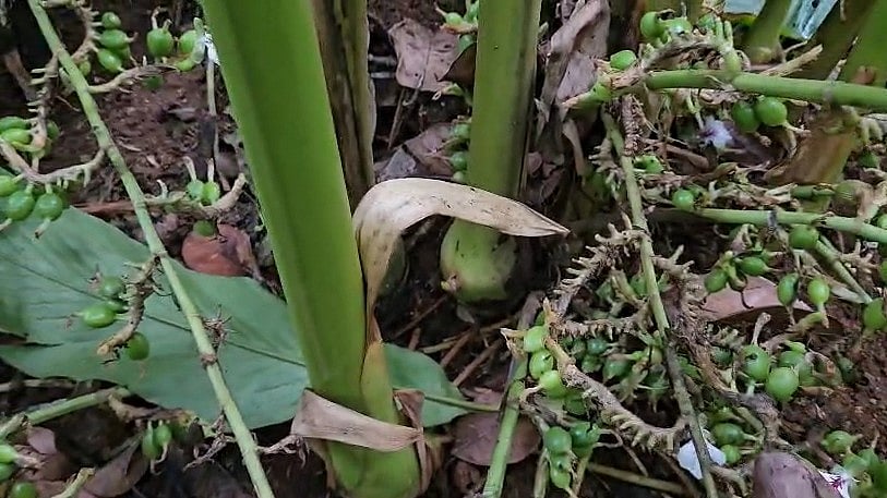 ഏലക്കായ്ക്ക് ചരിത്രവില കൈവന്നതിന് പിന്നാലെ വൻ മോഷണം; ഇടുക്കിയിൽ ഏലച്ചെടിയുടെ ശരം വെട്ടിമാറ്റി മോഷ്ടാക്കൾ, കർഷകർ കണ്ണീരിൽ