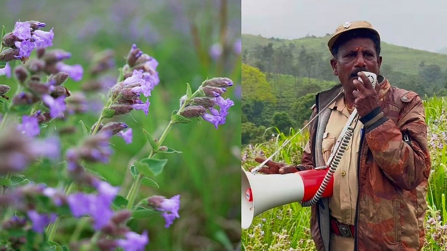 ഗൂഡല്ലൂർ: മേട്ടുക്കുറിഞ്ഞി പൂക്കാലം; പൂക്കളും ചെടികളും നശിപ്പിച്ചാൽ 25,000 രൂപ പിഴ, കർശന നടപടിയുമായി തമിഴ്‌നാട് വനംവകുപ്പ്