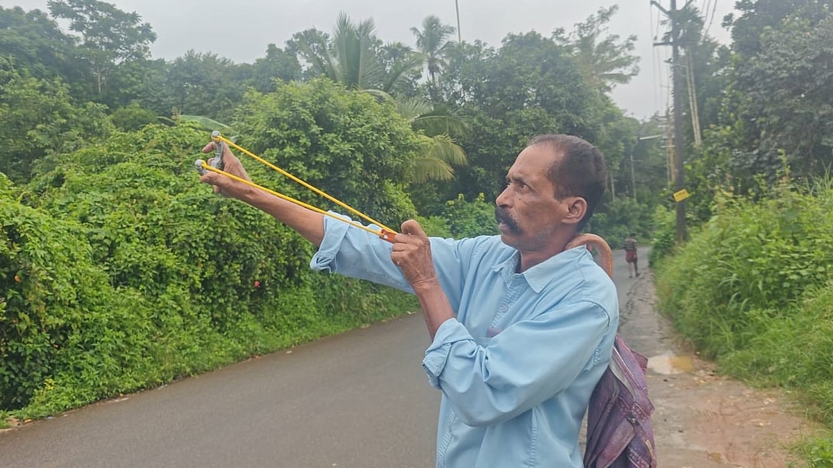കാക്കകളെ പേടിച്ച് ഹെൽമറ്റും കുടയും കവണയുമായി നാട്ടുകാർ; പയ്യമ്പള്ളിയിൽ തലവേദനയായി 'കാക്ക വേട്ട'