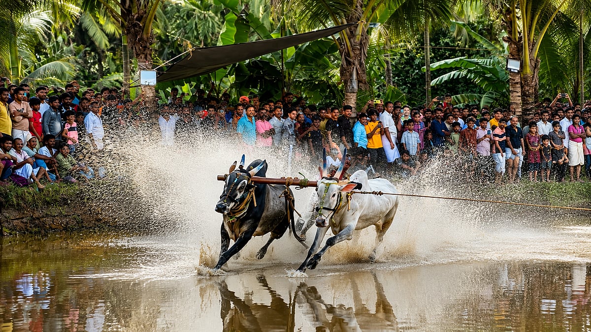 കാളകളുടെ കുതിപ്പിനൊപ്പം കാരുണ്യവും; അഞ്ചുവയസ്സുകാരൻ ഐസിന്റെ ചികിത്സയ്ക്കായി കരുളായിയിൽ കാളപ്പൂട്ട് മത്സരം