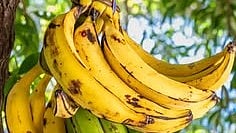 ഏത്തപ്പഴം കഴിച്ചാൽ തടി കൂടുമോ കുറയുമോ? 