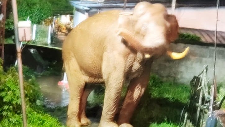 മൂന്നാർ ടൗണിൽ വീണ്ടും കാട്ടാന ഭീതി; കൃഷിയിടങ്ങളിൽ നാശം വിതച്ച് 'വിരിഞ്ഞ കൊമ്പൻ'
