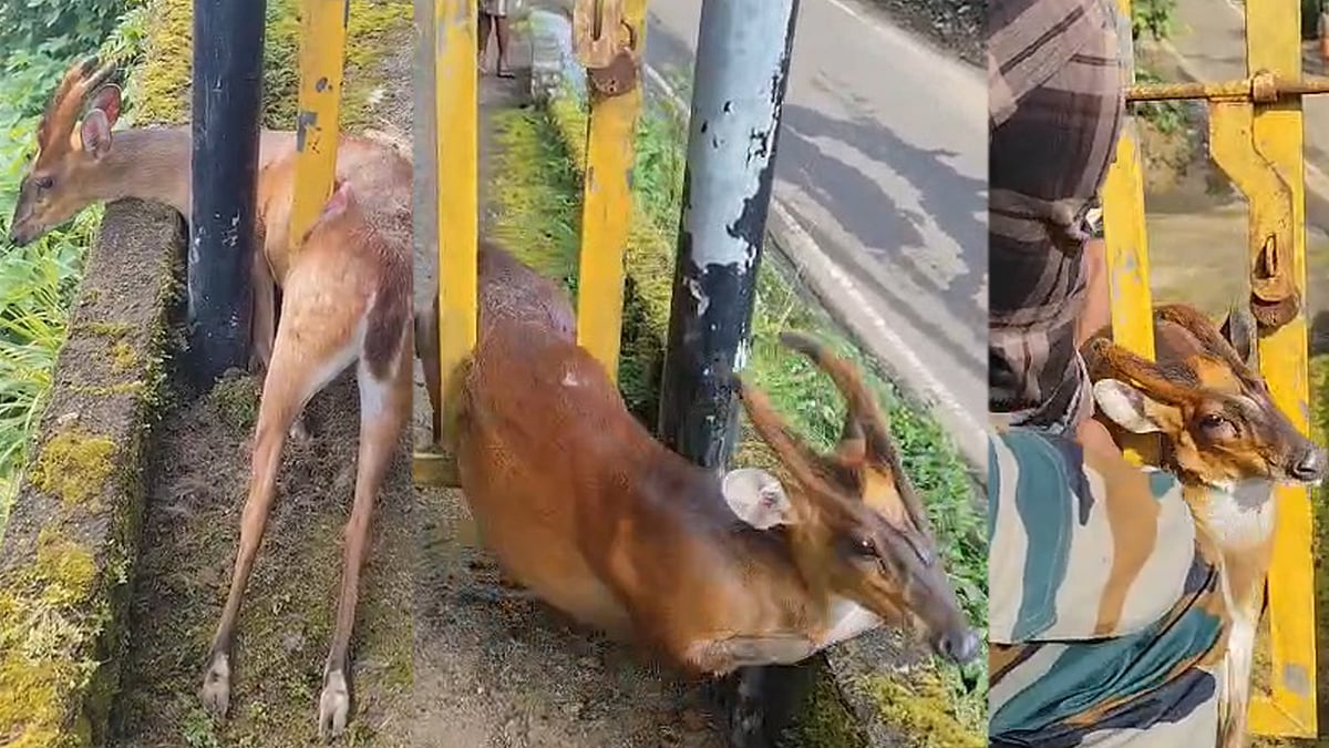 കേഴമാൻ ഗെയ്റ്റിൽ കുടുങ്ങിക്കിടന്നത് ഒന്നര മണിക്കൂർ; രക്ഷകരായി വനപാലകർ (വിഡിയോ)