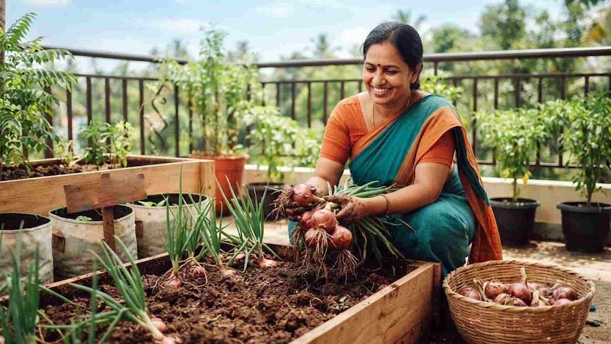 വില കൂടി; സവാള തീരുമെന്ന പേടി വേണ്ട, വീട്ടിലേക്കുള്ളത് അടുക്കളത്തോട്ടത്തില്‍ വളര്‍ത്തിയെടുക്കാം