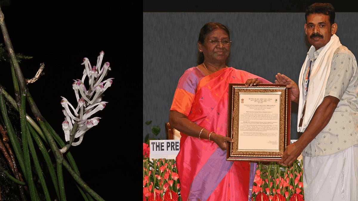 സസ്യശാസ്ത്രത്തിലെ അത്ഭുതം; കാടിനെ സർവകലാശാലയാക്കിയ പിച്ചൻ സലീം