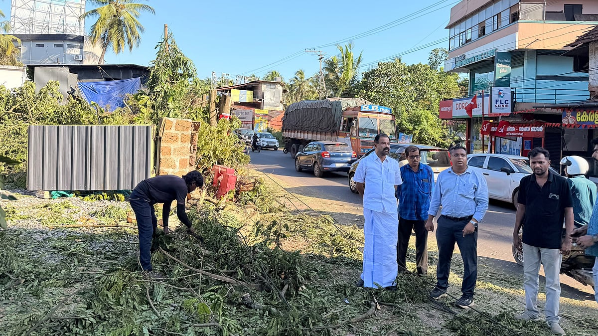 കൊടുംചൂടിൽ കുളിരേകിയ പച്ചപ്പ് ഓർമ്മയാകുന്നു; 
താഴെചൊവ്വയിലെ തണൽമരങ്ങൾ മുറിച്ചുതുടങ്ങി