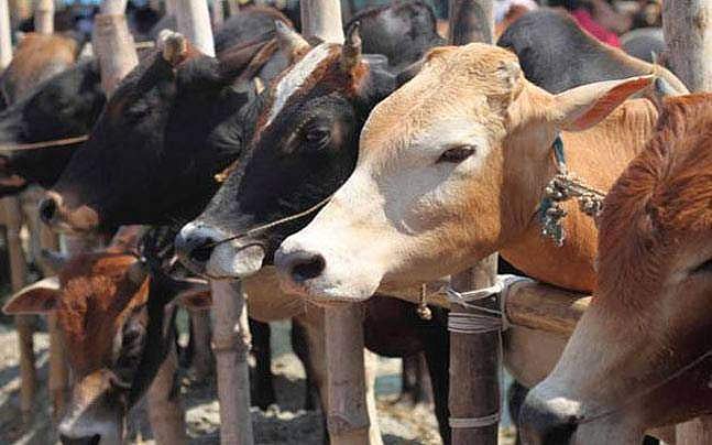 പശുവിന്‍ പാല്‍ മറവിരോഗം ഭേദമാക്കും, ഗോമൂത്രം കാന്‍സറും; പശുവിന്റെ ഗുണഗണങ്ങള്‍ വാഴ്ത്തി മേഖലാ ശാസ്ത്ര കേന്ദ്രം
