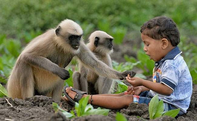 കുരങ്ങന്‍ കൂട്ടത്തോടൊപ്പം കളിച്ച് തിമിര്‍ത്ത് രണ്ട് വയസുകാരന്‍; അത്ഭുതമായി കുട്ടി 'മൗഗ്ലി'