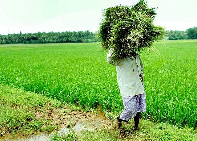 പൊതു ആവശ്യങ്ങള്‍ക്ക് നെല്‍വയല്‍ നികത്താന്‍ ഇളവ് സര്‍ക്കാര്‍ പദ്ധതികള്‍ക്കു മാത്രം ; ഭേദഗതിക്ക് സിപിഎം-സിപിഐ ധാരണ