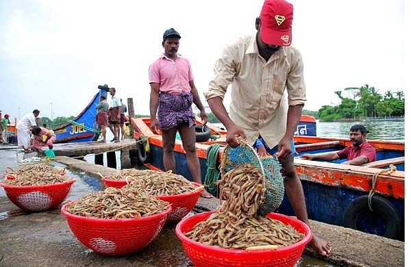 മീനുകള്‍ മൃതദേഹങ്ങള്‍ തിന്നില്ല; ധൈര്യമായി മത്സ്യം വാങ്ങാമെന്ന് ശാസ്ത്രജ്ഞര്‍