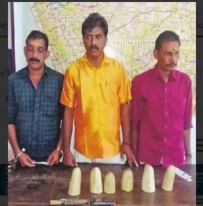 മുറിച്ചെടുത്ത ആനക്കൊമ്പുകള്‍ ഗുരുവായൂരിലെ ആനകളുടേതോ..? ജനിതക പരിശോധന നടത്തുമെന്ന് അന്വേഷണസംഘം