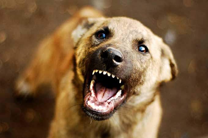 ആറ്റിങ്ങലില്‍ വൃദ്ധന് തെരുവ് നായകളുടെ അക്രമത്തില്‍ ദാരുണാന്ത്യം