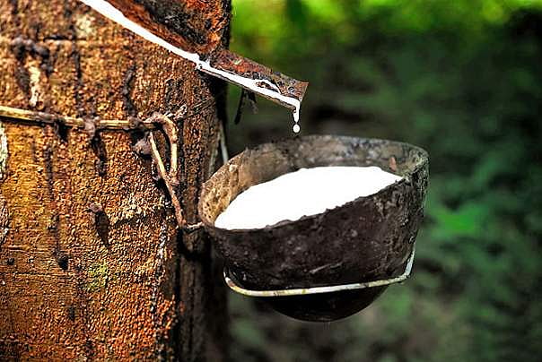 സംസ്ഥാനത്തെ റബ്ബര്‍ ബോര്‍ഡ് ഓഫിസുകള്‍ പൂട്ടാന്‍ കേന്ദ്രനീക്കം