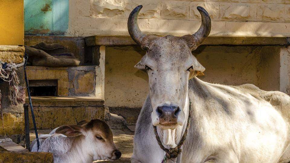 ബീഫ് വേണ്ടവര്‍ അങ്കമാലിക്ക് പോരെ; മനുസ്മൃതി നടപ്പാക്കാനുള്ള വിളംബരമാണത്