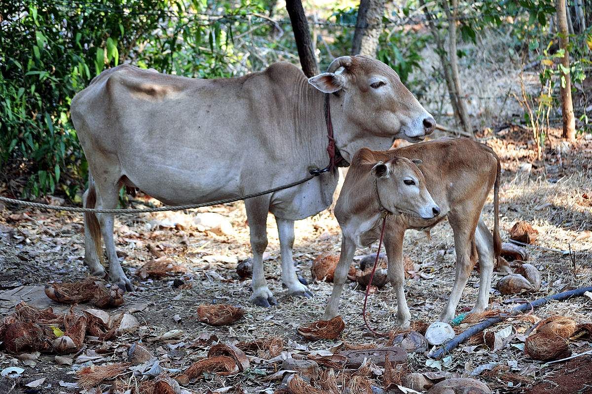 മോദി അവയ്ക്കായി വൃദ്ധസദനങ്ങൾ പണിയുമായിരിക്കും!
