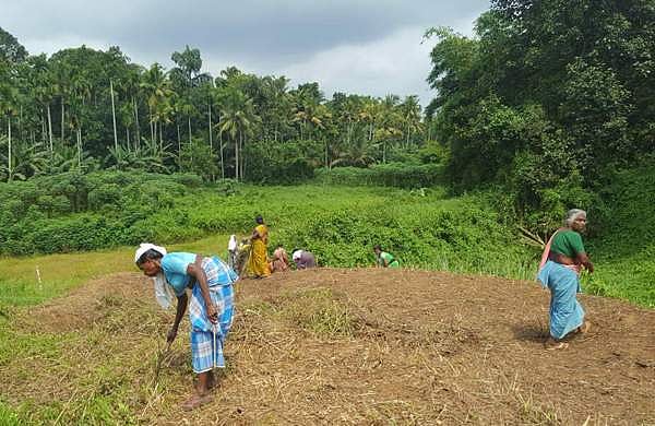 വഞ്ചിപ്പാട്ടിന്റെ താളമുയരുന്നു; വരട്ടാര്‍ പിന്നെയും ഒഴുകുമോ?