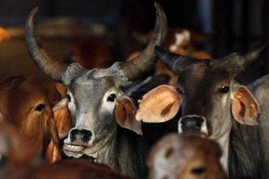 ഗോമാംസം വിളമ്പിയെന്നാരോപിച്ച് സര്‍ക്കാര്‍ കെട്ടിടത്തില്‍ ബിജെപി പ്രവര്‍ത്തകര്‍ ഗോമൂത്രം തെളിച്ചു