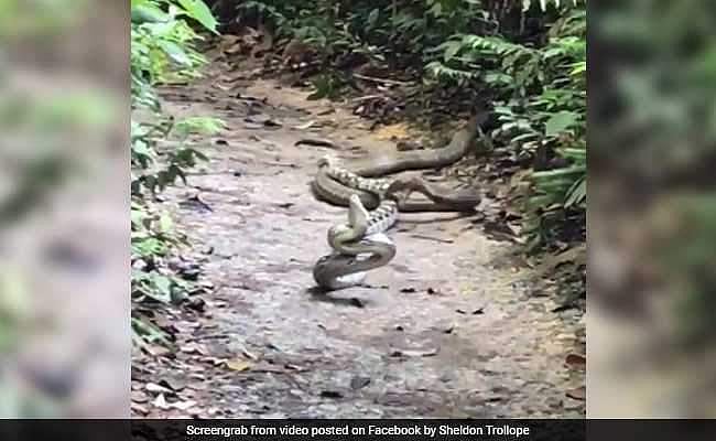 അടിപിടി കൂടാന്‍ പാമ്പുകളും മോശമല്ല; മലമ്പാമ്പിനെ കടിച്ചുകൊന്ന് രാജവെമ്പാല(വീഡിയോ)