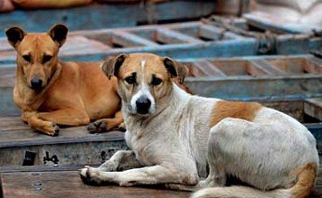 തെരുവ് നായ്ക്കളെ കൊല്ലുന്നത് ആവര്‍ത്തിക്കരുത്: സുപ്രീം കോടതി