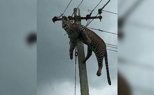 പോസ്റ്റിന് മുകളില് കുടുങ്ങിയ പുലി ഷോക്കേറ്റ് മരിച്ചു
