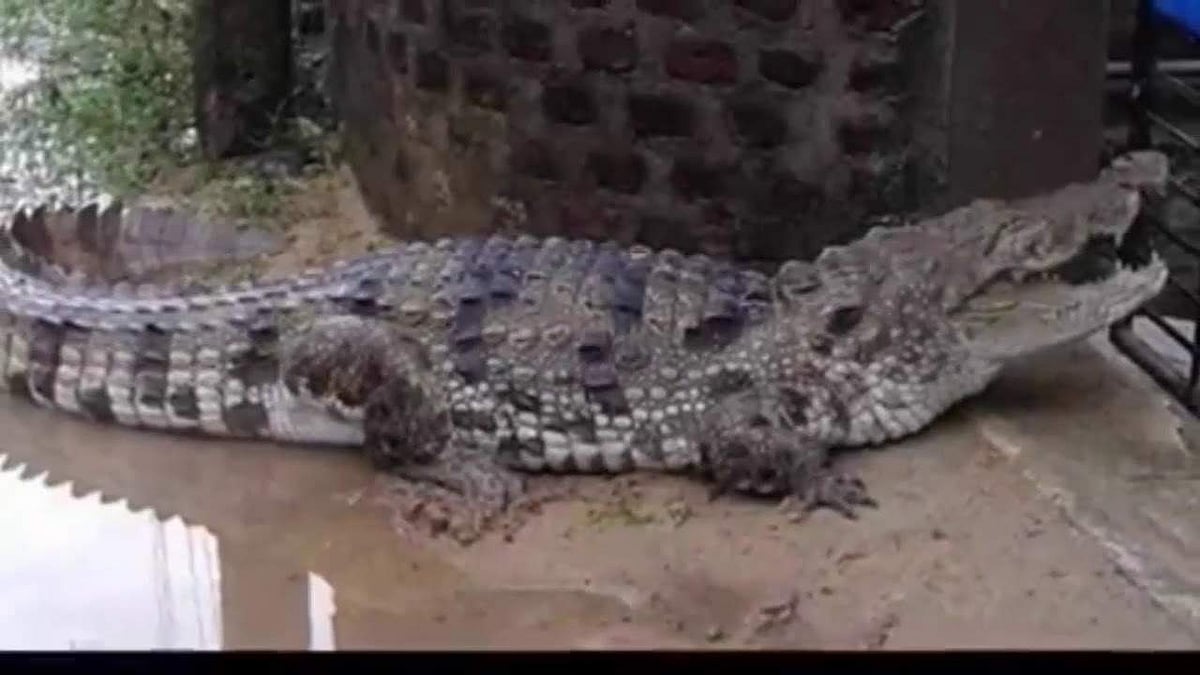 ഹാര്‍വി കൊടുംങ്കാറ്റും മഴയും ശാന്തമായി, പക്ഷേ കാടിറങ്ങിയ ഇഴജന്തുക്കളൊന്നും തിരികെപ്പോയില്ല