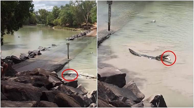 മനുഷ്യര്‍ മാത്രമല്ല, മുതലകളും കൈ നനയാതെ മീന്‍പിടിക്കാറുണ്ട്