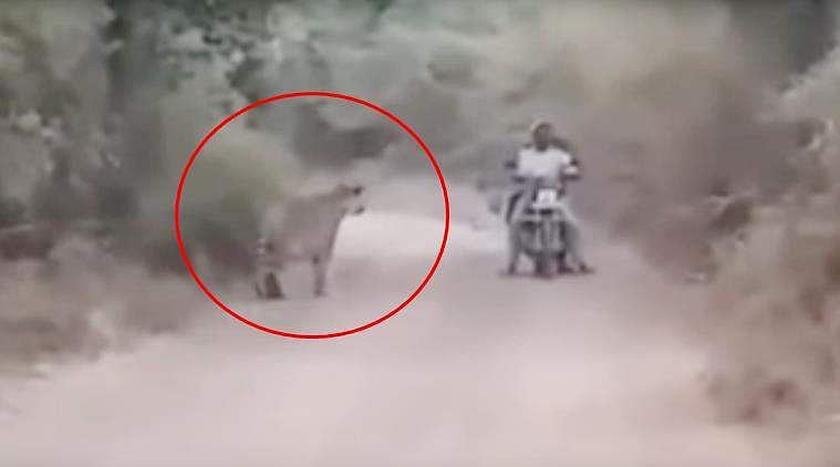 തൊട്ടടുത്ത് കടുവകള്‍; മരണത്തില്‍ നിന്ന് തലനാരിഴയ്ക്ക് രക്ഷപ്പെട്ട് ബൈക്ക് യാത്രക്കാര്‍