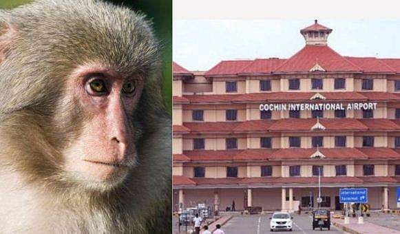 കാട് മടുത്തു, എന്നാല്‍ താമസം ഫൈവ് സ്റ്റാറായിക്കോട്ടെ; കുരങ്ങന്‍ അഭയം തേടിയത് നെടുമ്പാശ്ശേരി വിമാനത്താവളത്തില്‍