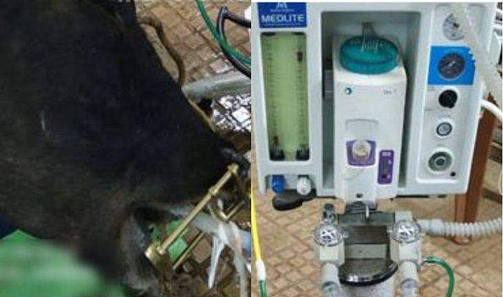 ട്യൂബ് മൂക്കിനുള്ളിലൂടെ കടത്തിവിട്ട് പശുവിന് ഗ്യാസ് അനസ്‌തേഷ്യ, കേരളത്തില്‍ ഇതാദ്യം; ശസ്ത്രക്രിയ വിജയകരമെന്ന് ഡോക്ടര്‍മാര്‍ 