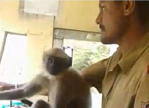 പത്ത് മിനിറ്റോളം ബസോടിച്ചത് കുരങ്ങന്‍, ഗിയര്‍ മാറ്റി വിശ്രമിച്ച ഡ്രൈവറെ കെഎസ്ആര്‍ടിസി സസ്‌പെന്‍ഡ് ചെയ്തു (വീഡിയോ)