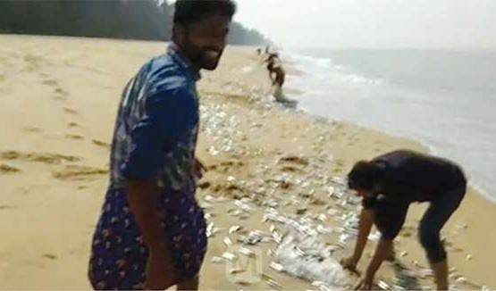 തിരമാലയ്‌ക്കൊപ്പം മത്തിക്കൂട്ടം കരയിലെത്തി; ചാക്കില്‍ വാരിക്കൂട്ടി തീരദേശവാസികള്‍