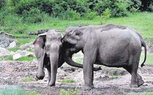 പരിചരണത്തിന് നാല് ഡോക്ടര്‍മാര്‍, നിരീക്ഷണത്തിന് സിസി ടി വി ; ആനകള്‍ക്ക് വേണ്ടി ഇതാ ഒരു ആശുപത്രി 