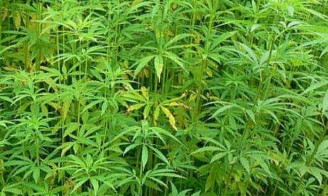 കഞ്ചാവിന് പകരം നല്‍കിയത് മൂന്ന് കിലോ പുളിയില!! എറണാകുളം സ്വദേശിയുടെ 12,000 രൂപയുമായി ഇടനിലക്കാരന്‍ മുങ്ങി
