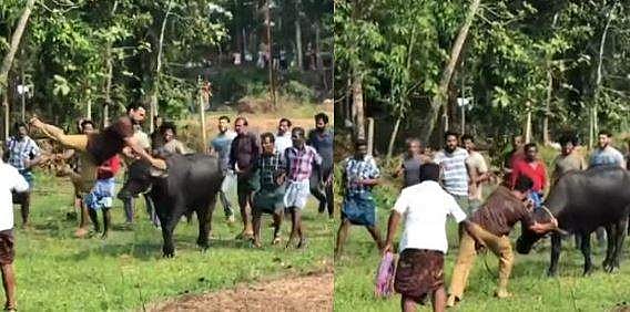 പോത്ത് പാവായോണ്ട് ഞാന്‍ ചത്തില്ല, പോത്ത് ഇപ്പോഴും സുഖമായിരിക്കുന്നു: ടൊവിനോ പങ്കുവെച്ച വീഡിയോ കാണാം