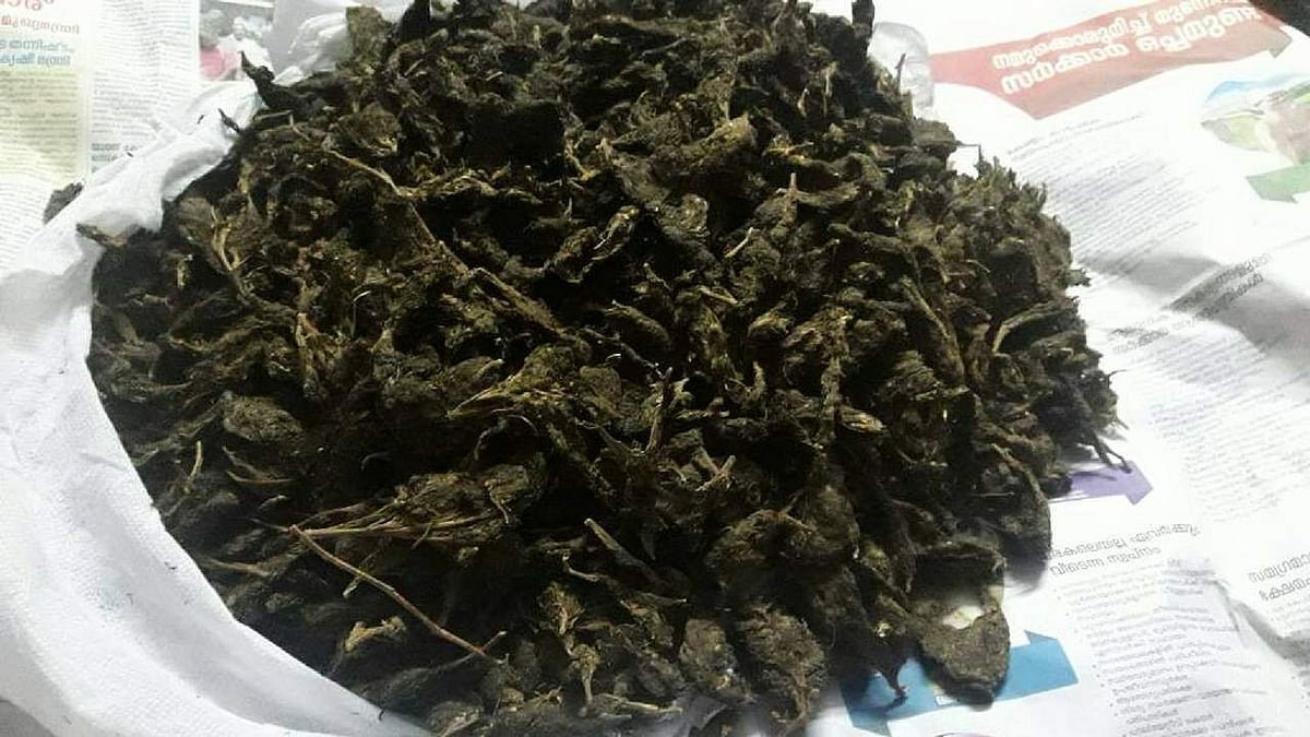 മണ്ണാർക്കാട്ട് കഞ്ചാവ് വേട്ട; നാല് കിലോയുമായി യുവാവ് പിടിയിൽ