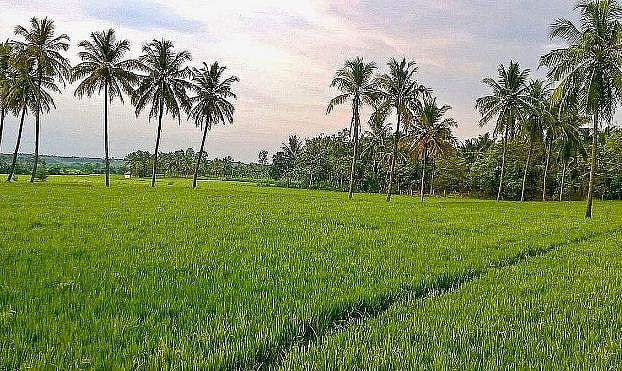 ന്യായവിലയുടെ പകുതി നൽകി നിലം നികത്താം; പുതിയ ചട്ടം പുറത്തിറക്കി 