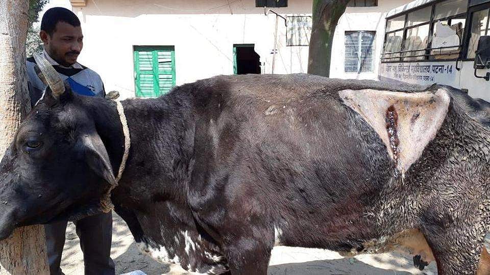 പശുവിന്റെ വയറ്റില്‍ 80 കിലോഗ്രാമിന്റെ പ്ലാസ്റ്റിക് മാലിന്യം; നീക്കം ചെയ്തത് മൂന്ന് മണിക്കൂര്‍ നീണ്ട ശസ്ത്രക്രിയയിലൂടെ