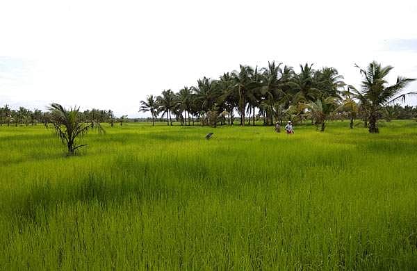 ഈ പച്ചവിരിച്ചു നില്‍ക്കുന്നത് ഒരു എണ്ണപ്പാടമാണ്!