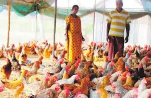 സമ്മേളനത്തിന് തീന്‍മേശ കൊഴുപ്പിക്കാന്‍ നാടന്‍ പൂവന്‍ കോഴികള്‍ റെഡി
