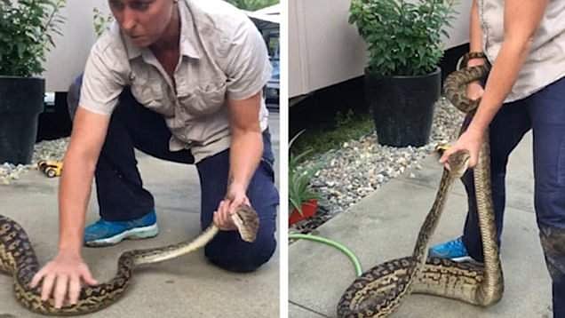പൂച്ചയെ മലമ്പാമ്പ് വിഴുങ്ങി, പിന്നെയൊന്നും നോക്കിയില്ല: എട്ടു കിലോയുള്ള മലമ്പാമ്പിനെ യുവതി പിടിച്ച് കെട്ടി