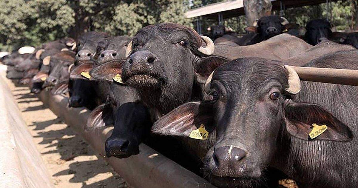 കശാപ്പു നിരോധനം: ഉത്തരവ് ഭേദഗതി ചെയ്തു, കശാപ്പിനായി മൃഗങ്ങളെ വില്‍ക്കാന്‍ നിയന്ത്രണമില്ല