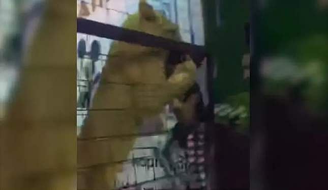 സിംഹത്തിനൊപ്പം കളിക്കാന്‍ കുട്ടികളെ കൂട്ടില്‍ കയറ്റി; പിന്നെ സംഭവിച്ചത് ഇതാണ്; വീഡിയോ കാണാം
