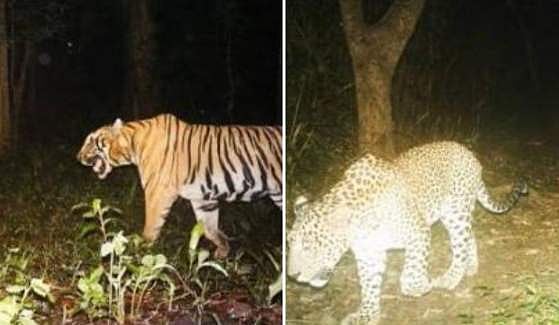 വനംവകുപ്പിന്റെ കാമറയില്‍ പുലിയും കടുവയും: ഭീതിയില്‍ ഒരു ഗ്രാമം