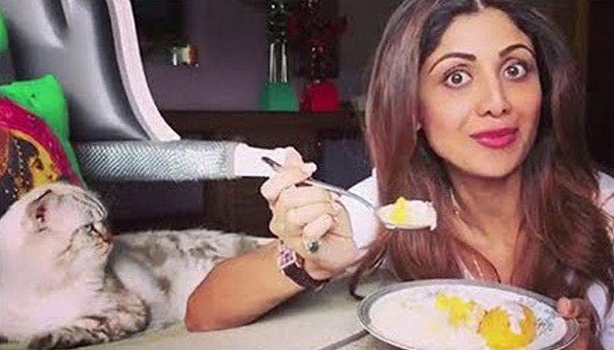 'സിംബ വീട്ടില്‍ നിന്ന് ഇറങ്ങിപ്പോയി, കണ്ടുപിടിക്കാന്‍ സഹായിക്കൂ പ്ലീസ്'; പൂച്ചയ്ക്കായി സോഷ്യല്‍ മീഡിയയോട് സഹായം അഭ്യര്‍ത്ഥിച്ച് ശില്‍പ ഷെട്ടി