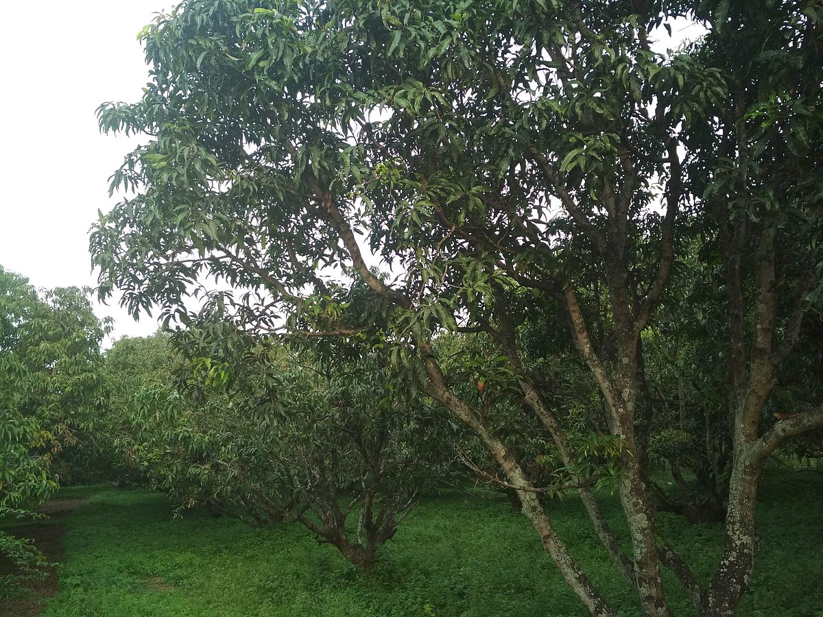 മാന്തോപ്പുകളിലെ വിഷമരണങ്ങള്‍: ഇടനിലക്കാര്‍ മരണവ്യാപാരികള്‍ 