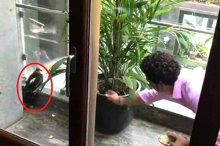 പിടഞ്ഞുവന്ന പരുന്ത് കയറിനിന്നത് സച്ചിന്റെ ബാല്‍ക്കണിയില്‍, ശേഷം മാസ്റ്റര്‍ ബ്ലാസ്റ്ററുടെ കരുതല്‍ (വീഡിയോ കാണാം) 