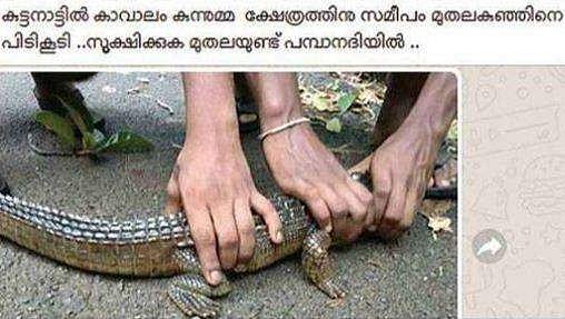 പമ്പാ നദിയില്‍ മുതലയുണ്ടെന്ന് സോഷ്യല്‍ മീഡിയയിലൂടെ പ്രചാരണം; സത്യം പുറത്തുകൊണ്ടുവന്ന് നാട്ടുകാര്‍